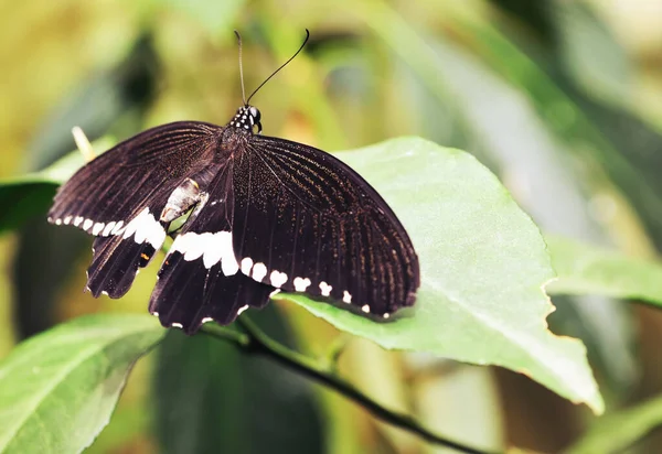 Schmetterling Auf Einem Blatt Auf Dem Hintergrund Der Blätter — Stockfoto