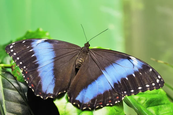 Бабочка Листе Фоне Листьев — стоковое фото
