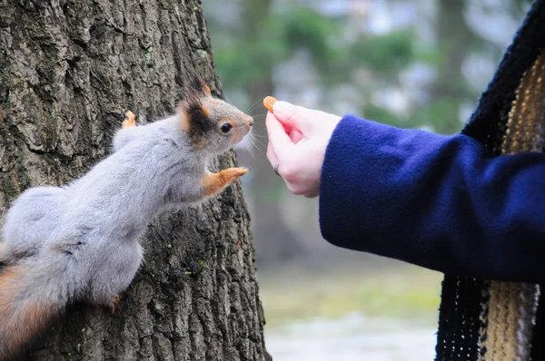 Veveriță Gri Fiind Hrănită Manual Într Parc — Fotografie, imagine de stoc