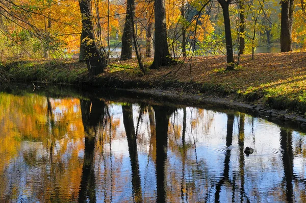 Paysage Automne Russie Saint Pétersbourg Dans Parc Central — Photo