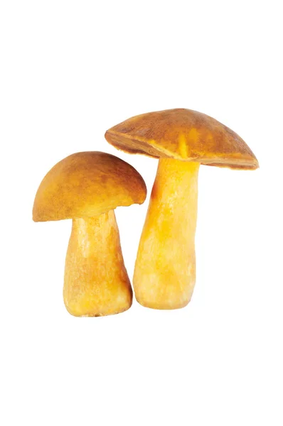 Dois Cogumelos Russula Isolado Chão Branco — Fotografia de Stock