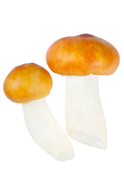Dois Cogumelos Russula Isolado Fundo Branco — Fotografia de Stock