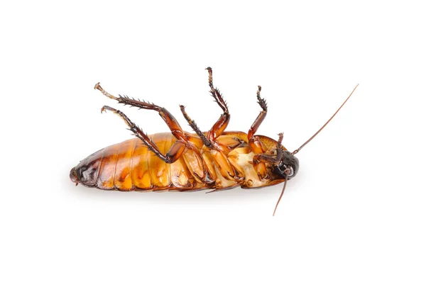 Kakkerlak Madagaskar Liggend Zijn Rug Geïsoleerd Wit — Stockfoto
