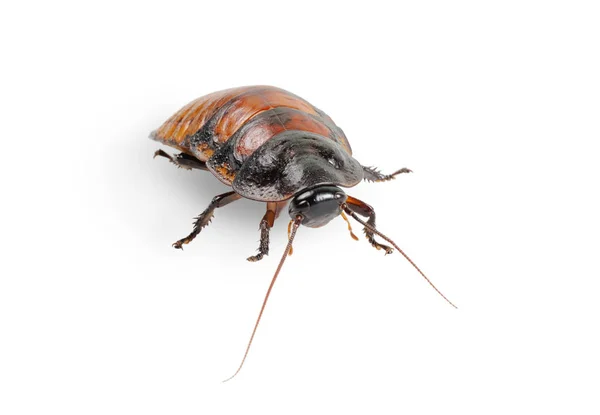Kakkerlak Van Madagaskar Geïsoleerd Wit Close — Stockfoto