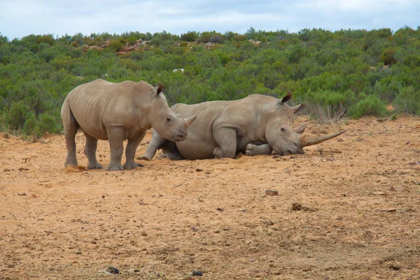 Rinoceronte Mãe Chupa Sua Prole — Fotografia de Stock