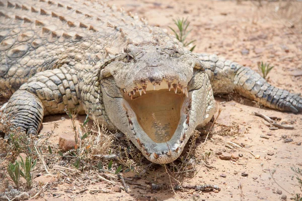 Crocodilo Com Boca Aberta Espera Presa — Fotografia de Stock