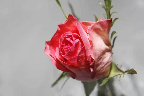 Obrázek Jednotlivé Růže Váze Vodou — Stock fotografie