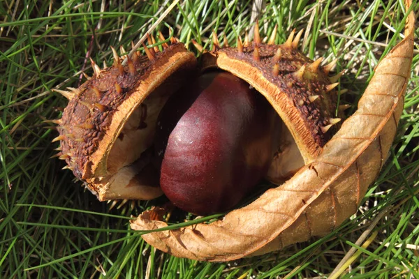 Castanhas Floresta — Fotografia de Stock