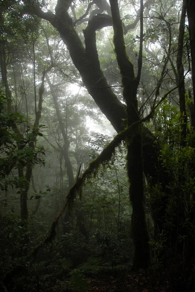 Oblačné Lesy Kanářích — Stock fotografie