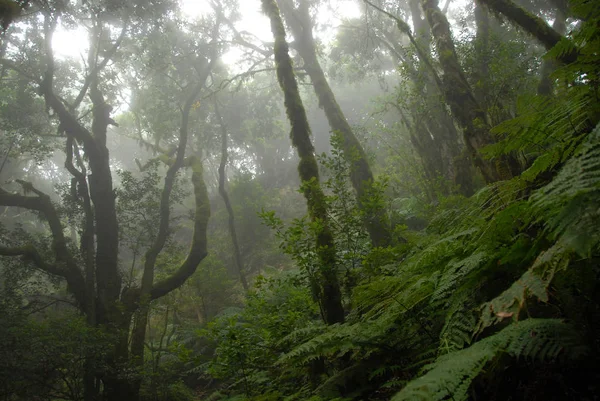 Foreste Pluviali Nei Canarini — Foto Stock