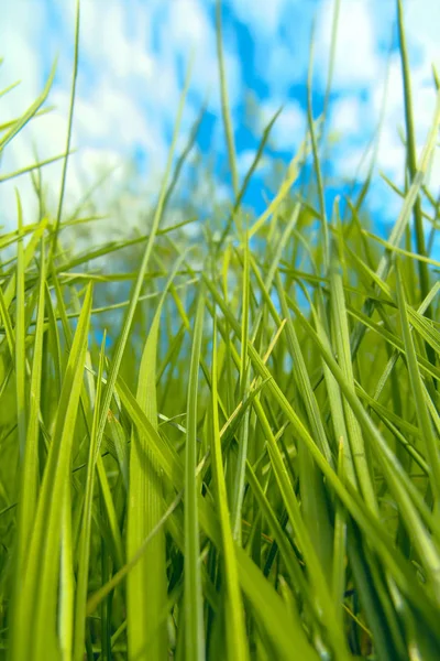 Grünes Gras Gegen Blauen Himmel Mit Wolken Ventrale Sicht — Stockfoto