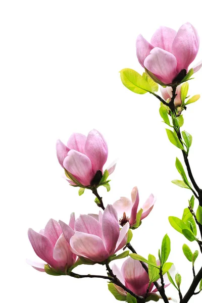 Jarní Magnólie Strom Květy Bílém Pozadí — Stock fotografie