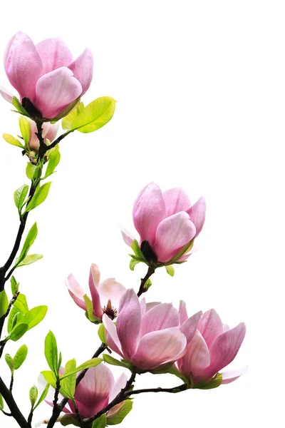 Jarní Magnólie Strom Květy Bílém Pozadí — Stock fotografie