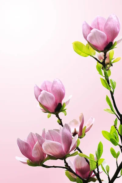 Цветение Магнолии Лепестками Цветов — стоковое фото