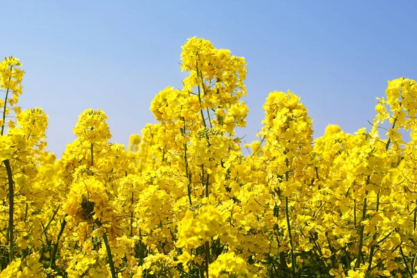 Bellissimi Fiori Sfondo Concetto Floreale — Foto Stock