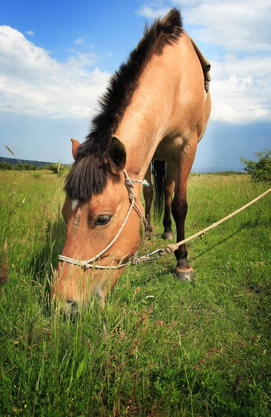 Koń Brązowy Zwierzę Rodziny Koniowatych — Zdjęcie stockowe