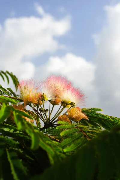 Kwiaty Akacji Albizzia Julibrissin — Zdjęcie stockowe