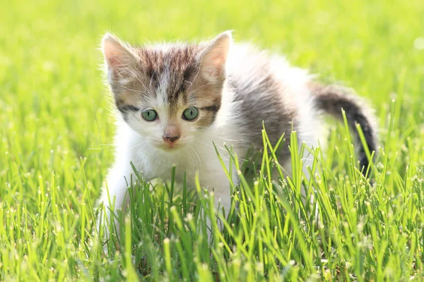 Adorable Young Cat Grass — Stock Photo, Image