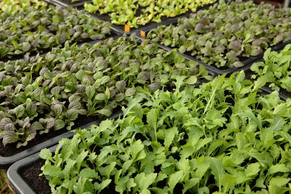 Salad Plants Nursery — Stock Photo, Image