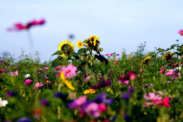 Piękne Botaniczne Ujęcie Naturalna Tapeta — Zdjęcie stockowe