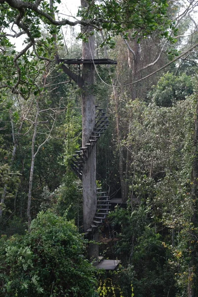 Volo Delle Gibboni Avventura Thailandia Tronco Albero Albero — Foto Stock