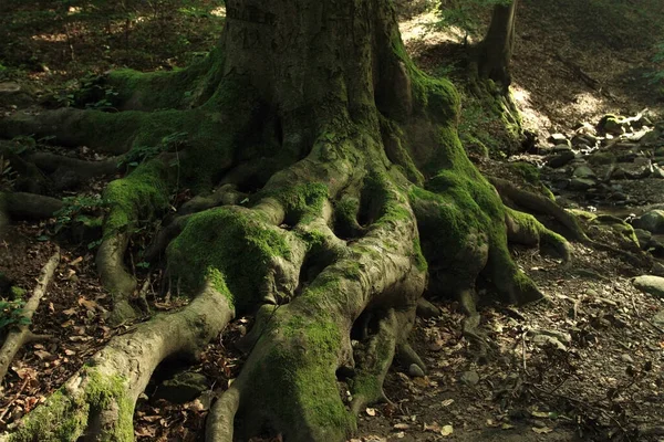 Root Tree Moss — Stock Photo, Image