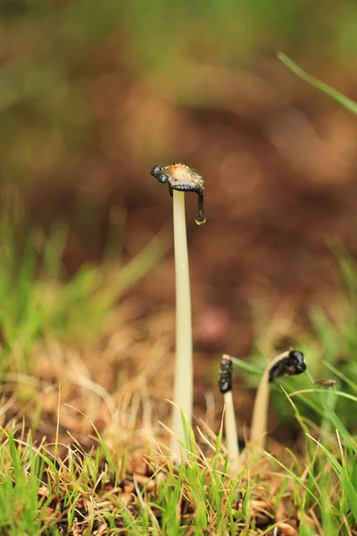 Yeşil Çimlerde Büyüyen Küçük Mantar — Stok fotoğraf