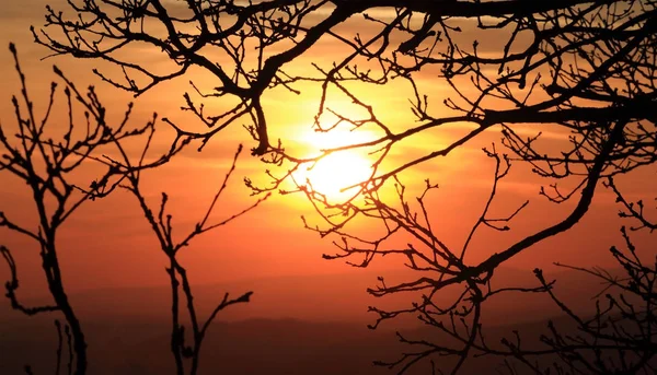 Ramo Albero Calvo Tramonto — Foto Stock