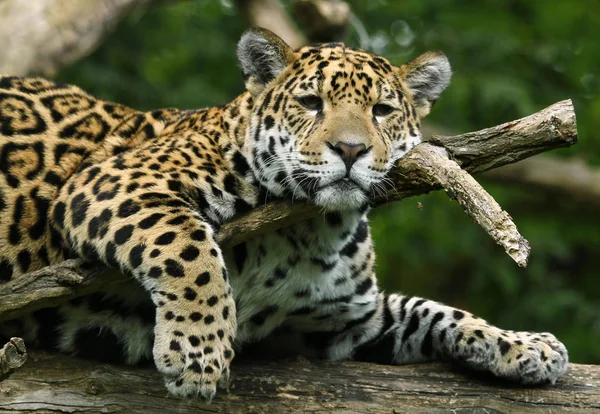 Chasseur Jaguar Gros Chat Animal Sauvage — Photo