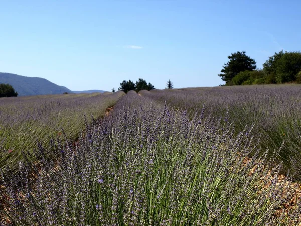 Flores Aromáticas Lavanda Arquivado — Fotografia de Stock