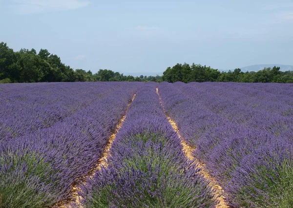 Flores Aromáticas Lavanda Arquivado — Fotografia de Stock