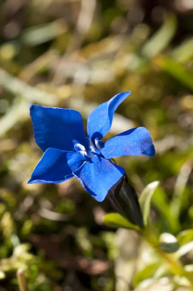 Гентианские Цветы Поле Медоу — стоковое фото