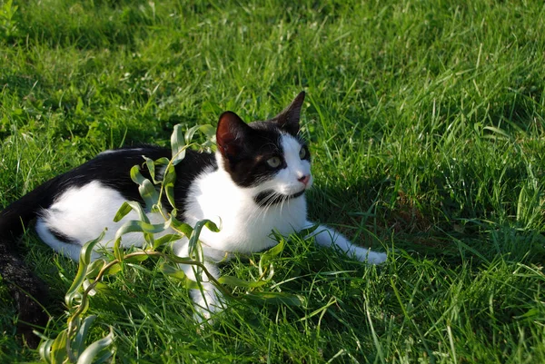 Gatto Bianco Nero Giardino — Foto Stock