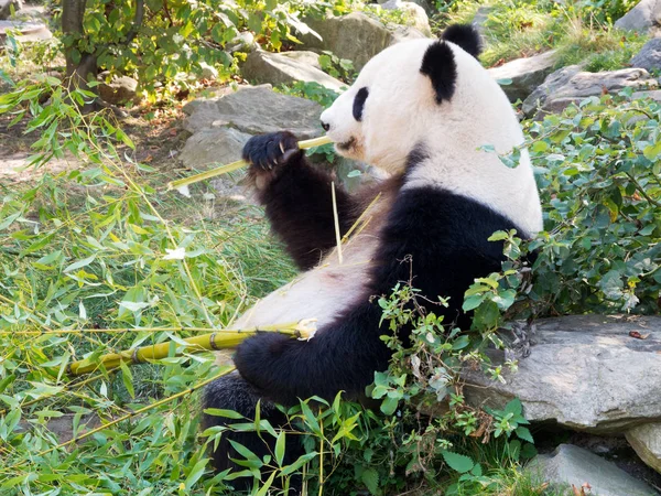 Panda Bear Cuddly Animals Sitting Outdoors Eating — Stockfoto