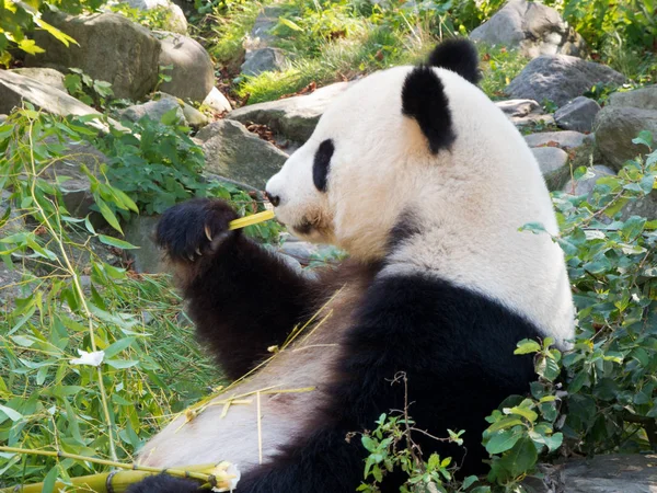 Panda Bear Cuddly Animals Sitting Outdoors Eating — Stockfoto