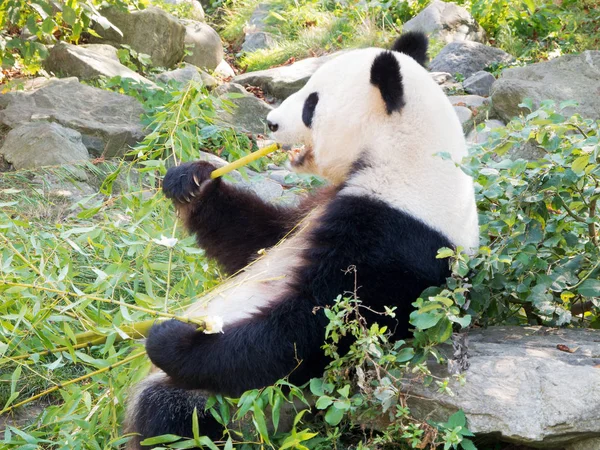 Panda Bear Cuddly Animal Sitting Outdoors While Eating — ストック写真