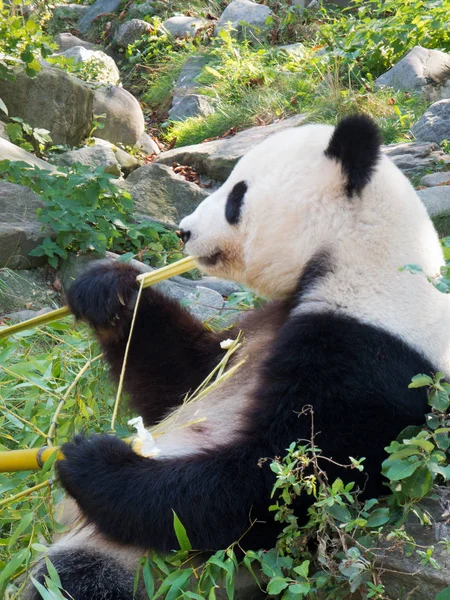 Panda Gosedjur Som Sitter Utomhus Och Äter — Stockfoto