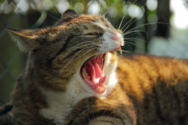 Close Vista Gato Fora Com Boca Aberta Larga — Fotografia de Stock