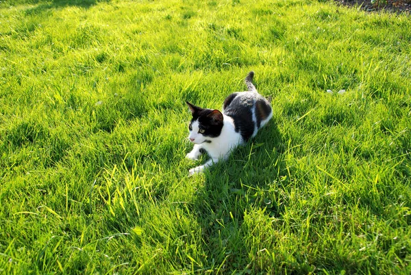 花园里的黑白猫 — 图库照片