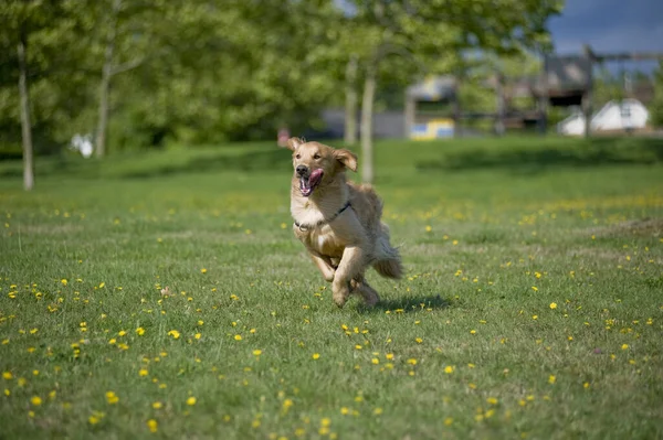 一个金毛猎犬穿过一片草地和雏菊 他的舌头伸出 — 图库照片
