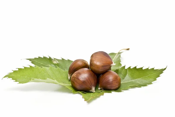 Algumas Castanhas Frescas Isoladas Sobre Fundo Branco — Fotografia de Stock