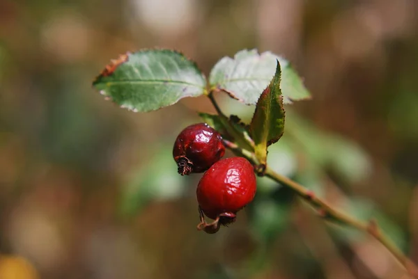 Scenisk Syn Medicinsk Vård Koncept — Stockfoto