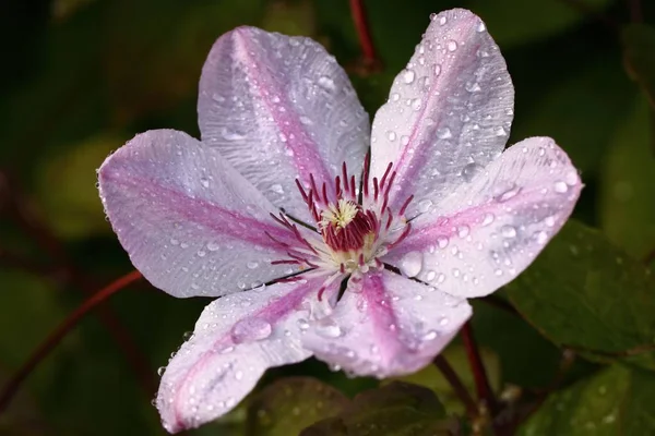 Płatki Kwiatów Clematis Flora — Zdjęcie stockowe