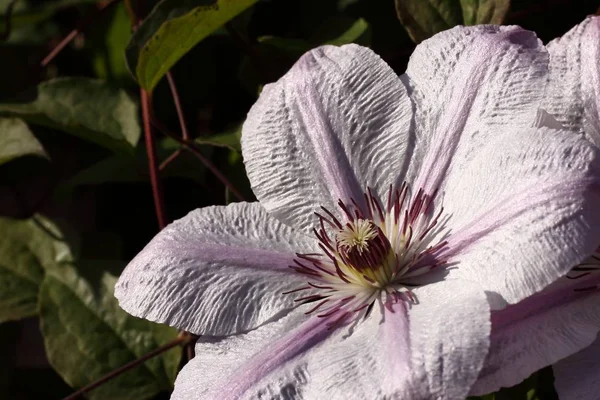 Clematis Çiçek Yaprakları Flora — Stok fotoğraf