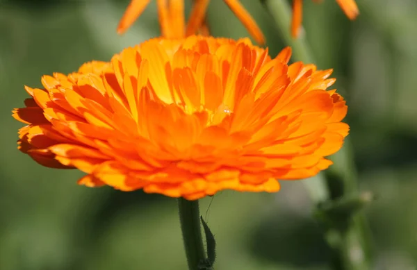 Orange Ringelblumen Blütenblätter Flora Blüht — Stockfoto