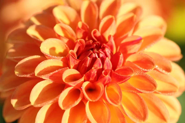 Nahaufnahme Der Schönen Blühenden Dahlie — Stockfoto