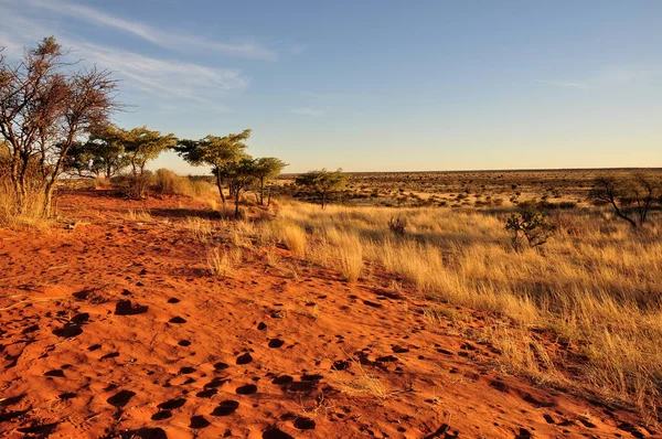 Bush Hierba Amarilla Arena Roja Las Dunas Del Desierto Namibio — Foto de Stock