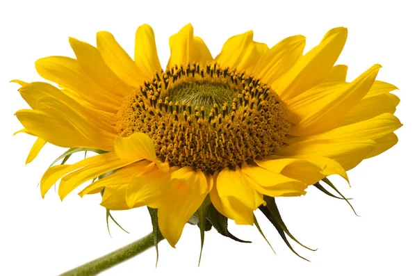 Zonnebloem Tegen Witte Achtergrond — Stockfoto