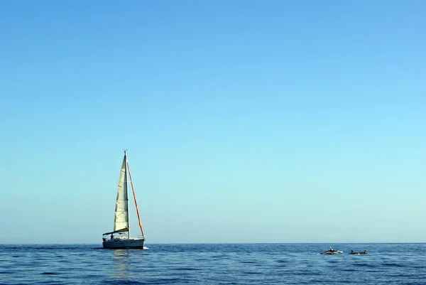 Veleiro Golfinhos Mar Aberto — Fotografia de Stock