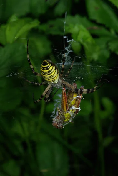 Wasp Spider Spotted Grasshopper Prey — Stock Photo, Image